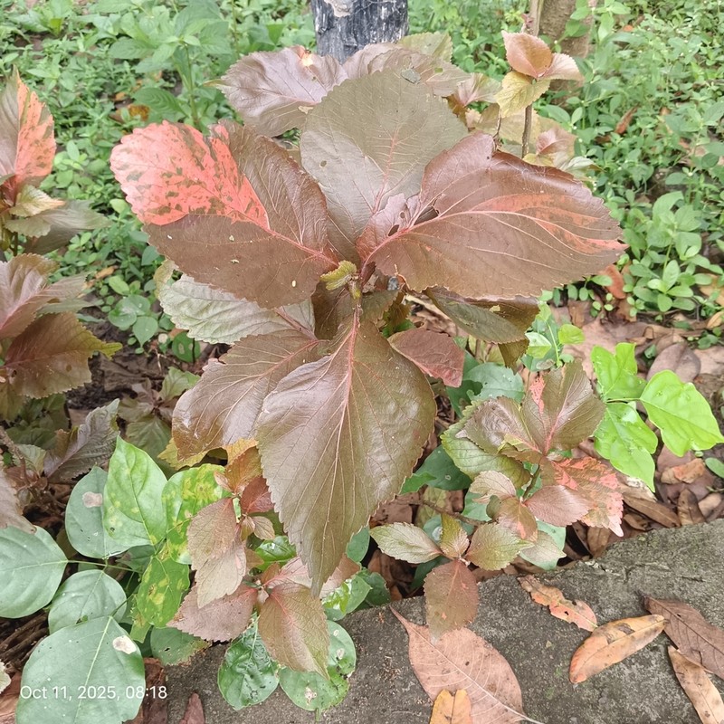 Acalypha marginata photo 8