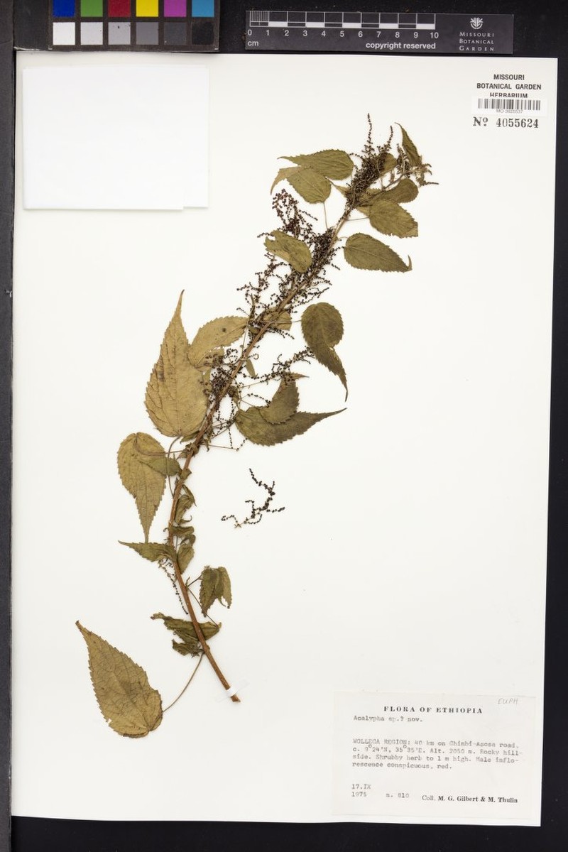 Acalypha marissima