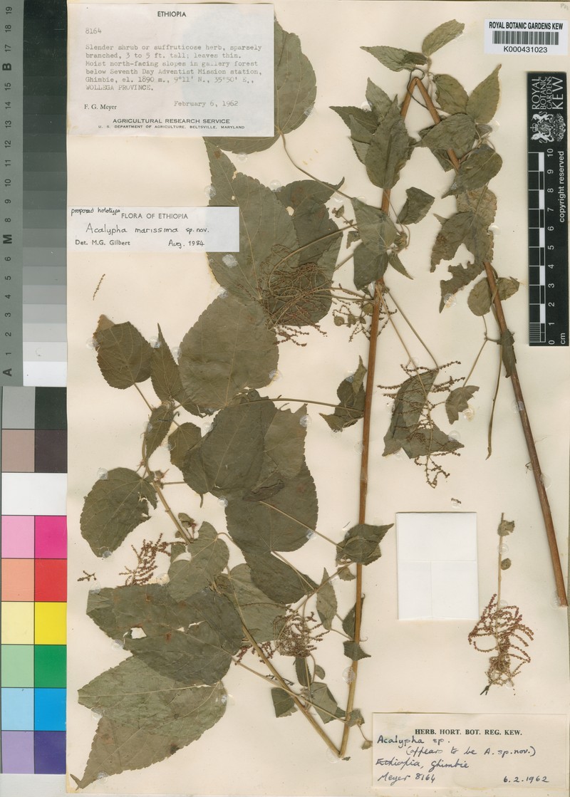 Acalypha marissima photo 2