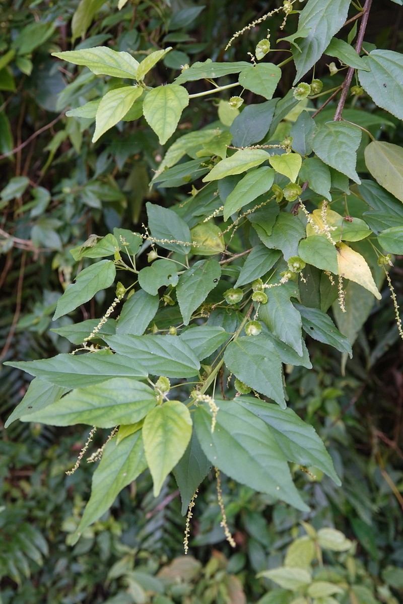 Acalypha matsudae