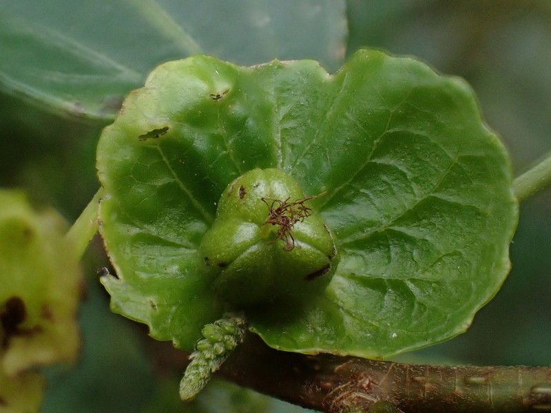 Acalypha matsudae photo 2
