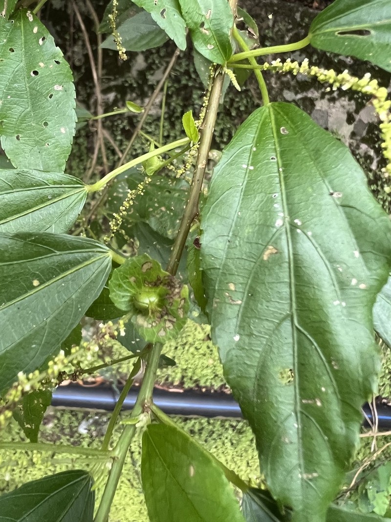 Acalypha matsudae photo 3