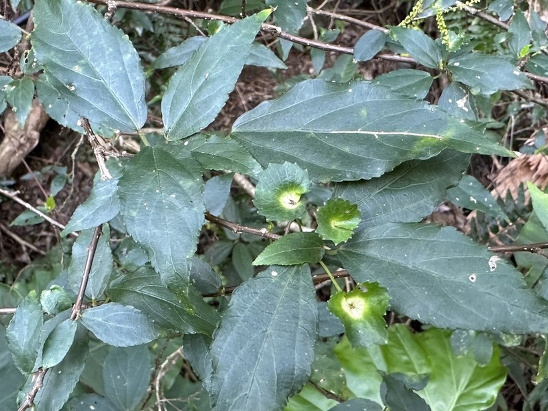 Acalypha matsudae photo 4
