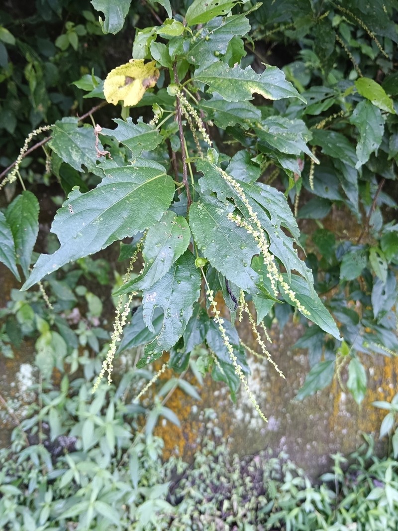 Acalypha matsudae photo 5