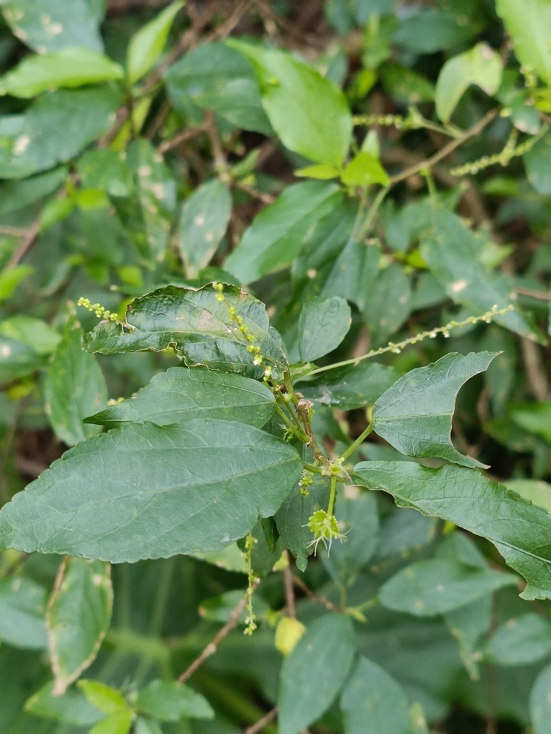 Acalypha matsudae photo 6