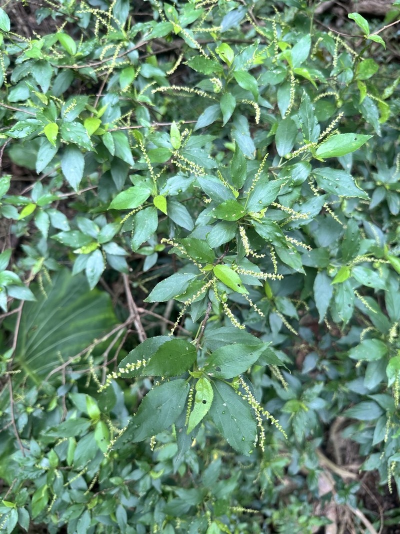 Acalypha matsudae photo 8