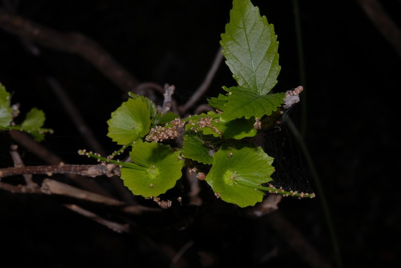 Acalypha mayottensis photo 2