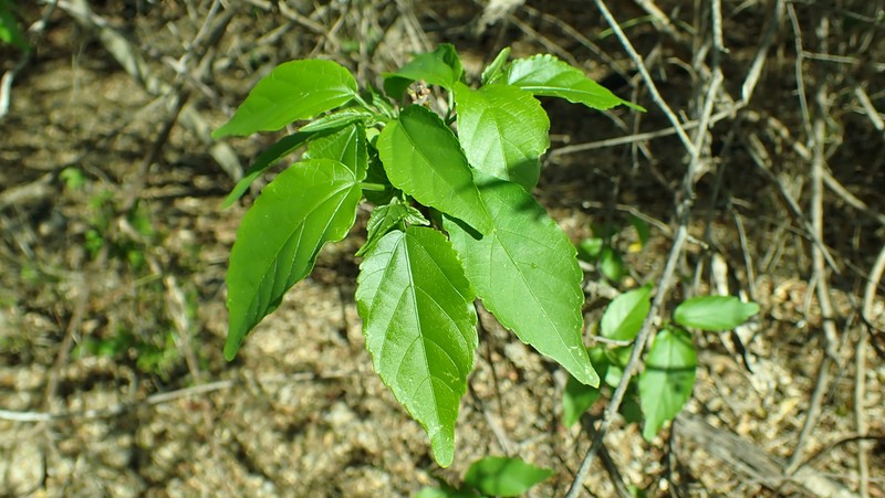Acalypha mayottensis photo 3