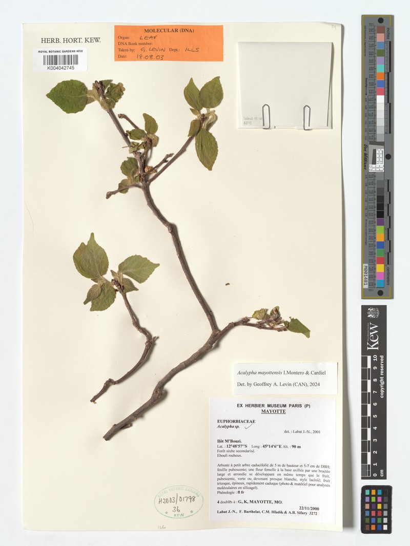Acalypha mayottensis photo 4