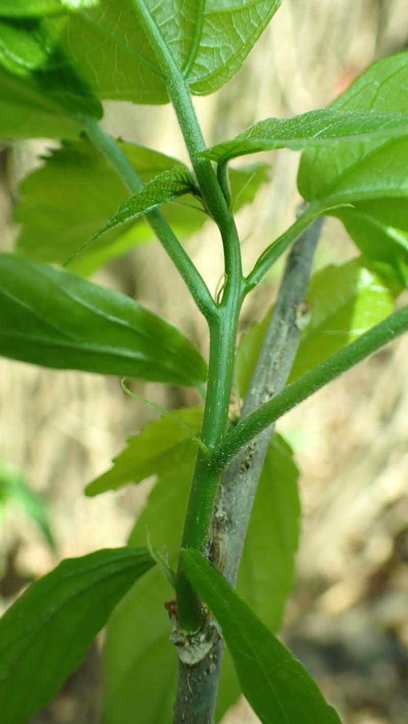 Acalypha mayottensis photo 2