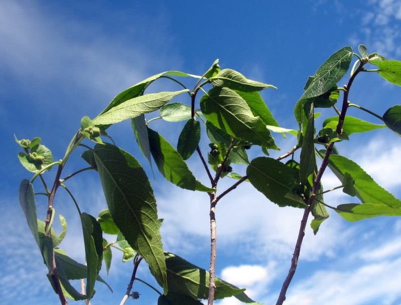 Acalypha medibracteata