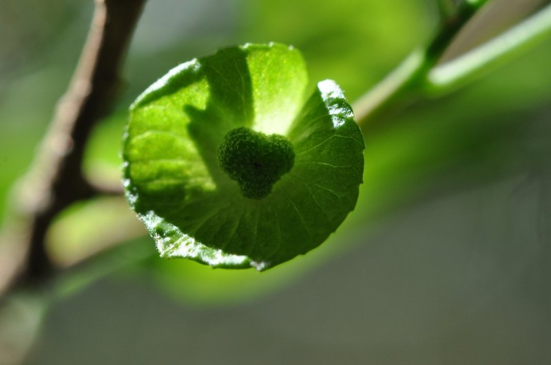 Acalypha medibracteata photo 2