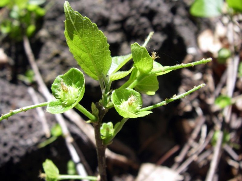 Acalypha medibracteata photo 3