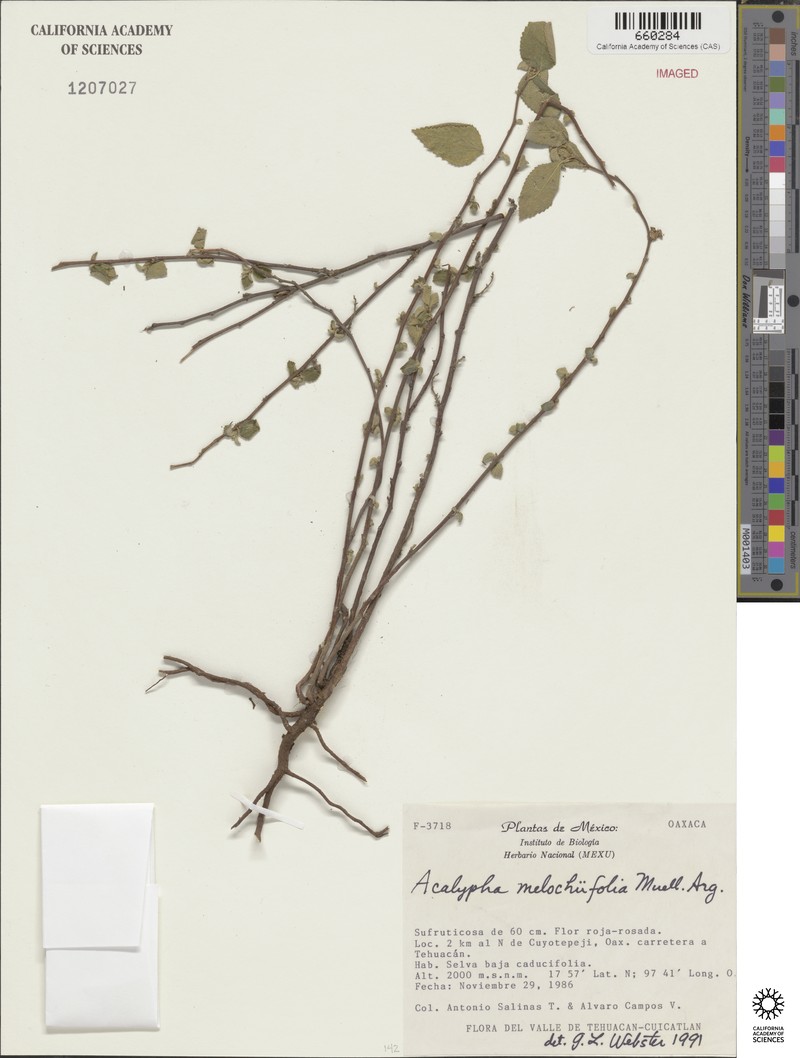Acalypha melochiifolia