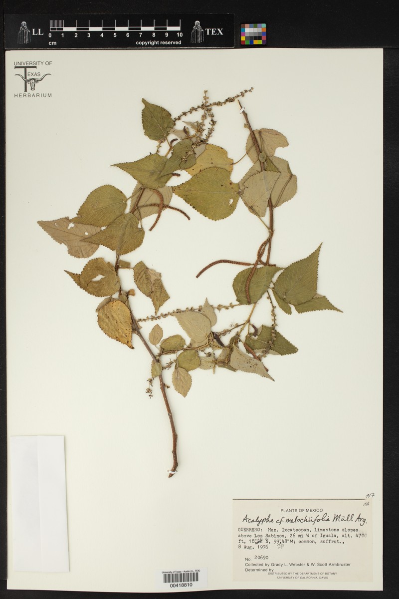 Acalypha melochiifolia photo 2