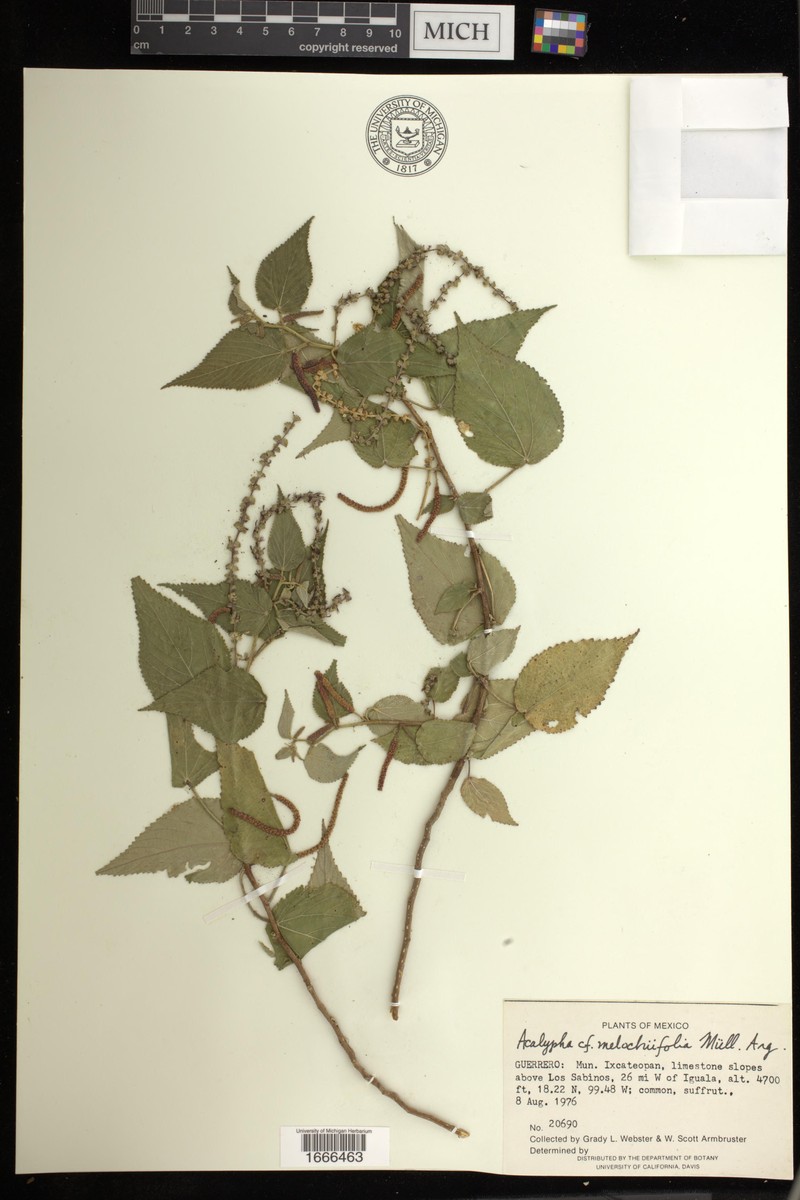 Acalypha melochiifolia photo 3