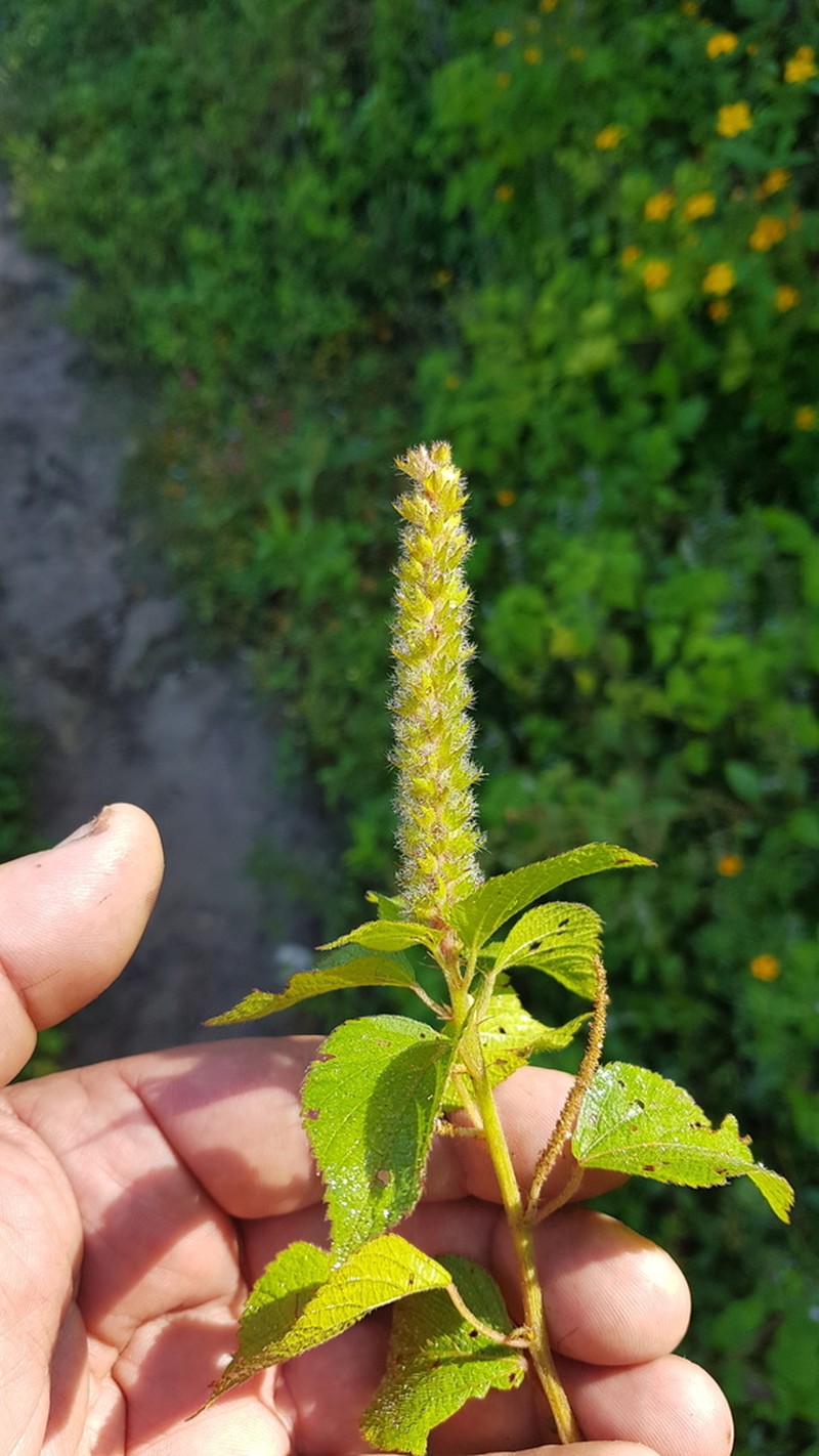 Acalypha membranacea