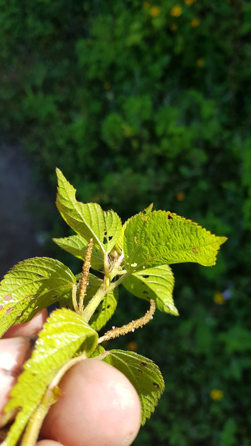 Acalypha membranacea photo 2