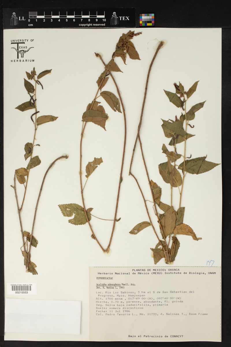 Acalypha membranacea photo 3