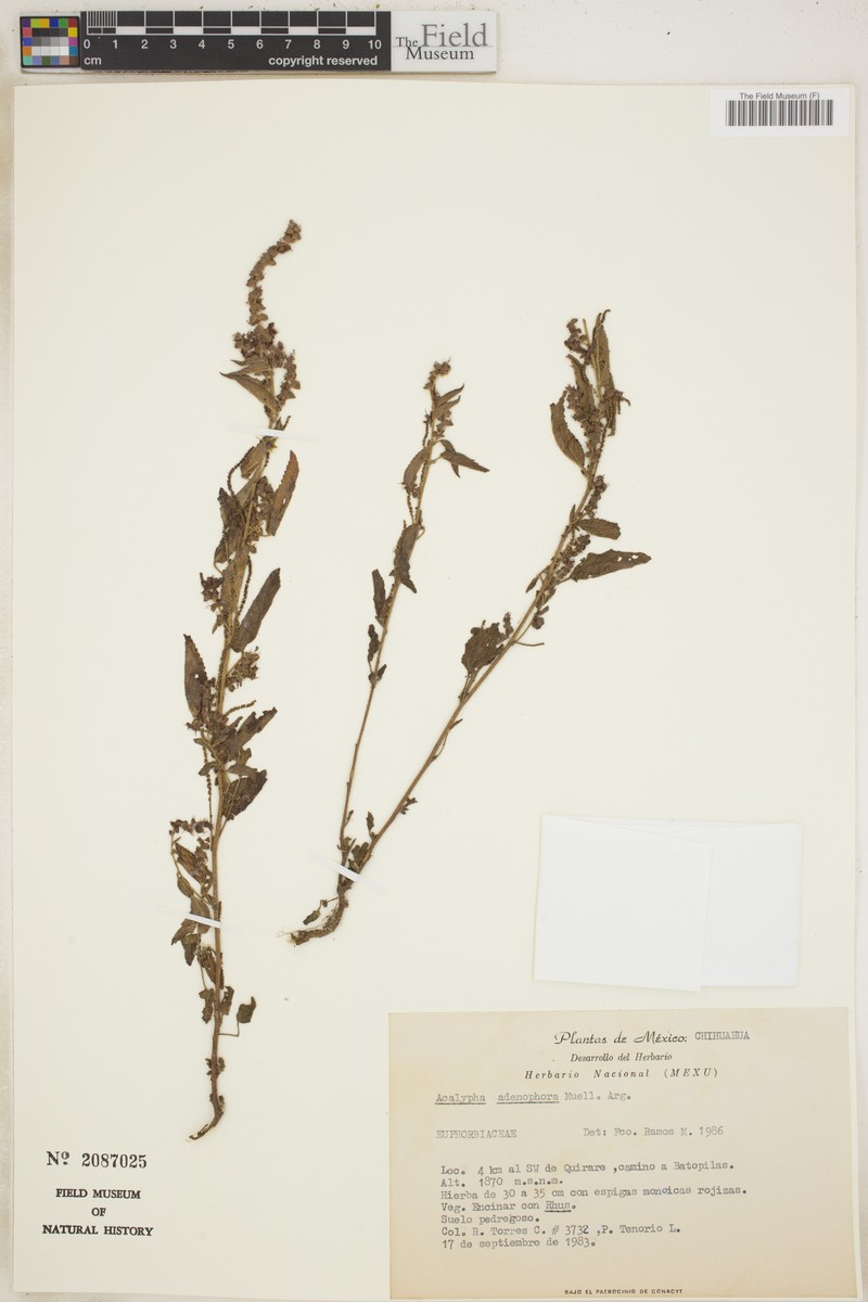 Acalypha membranacea photo 4