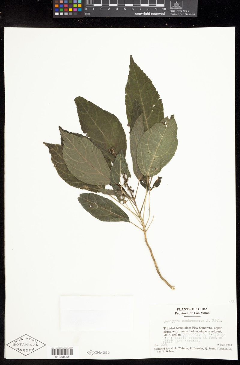 Acalypha membranacea photo 5