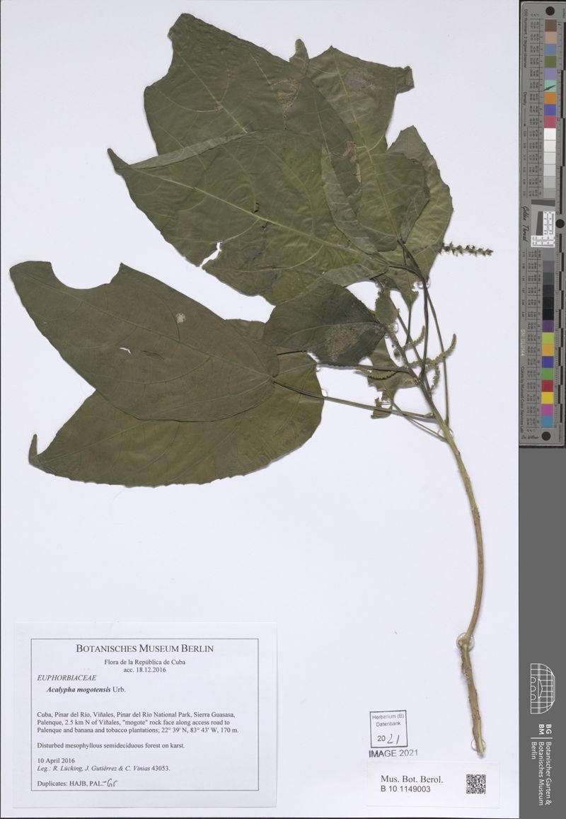 Acalypha membranacea photo 6