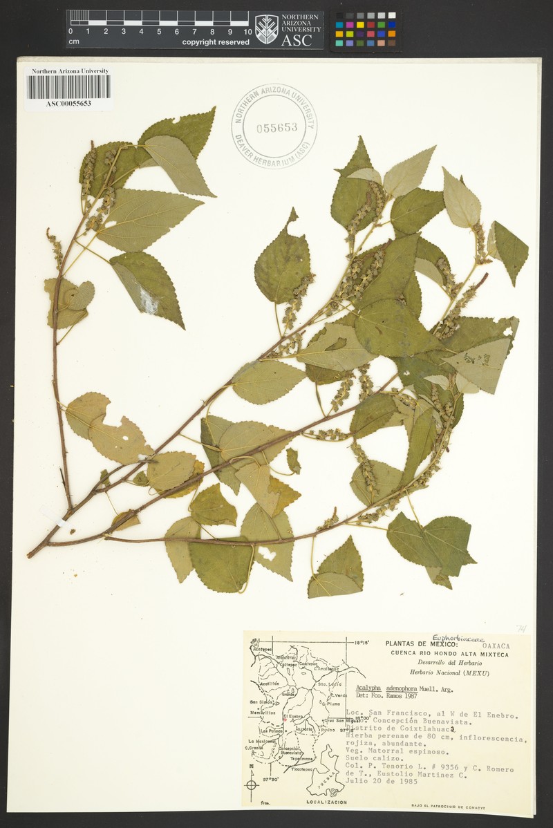 Acalypha membranacea photo 7
