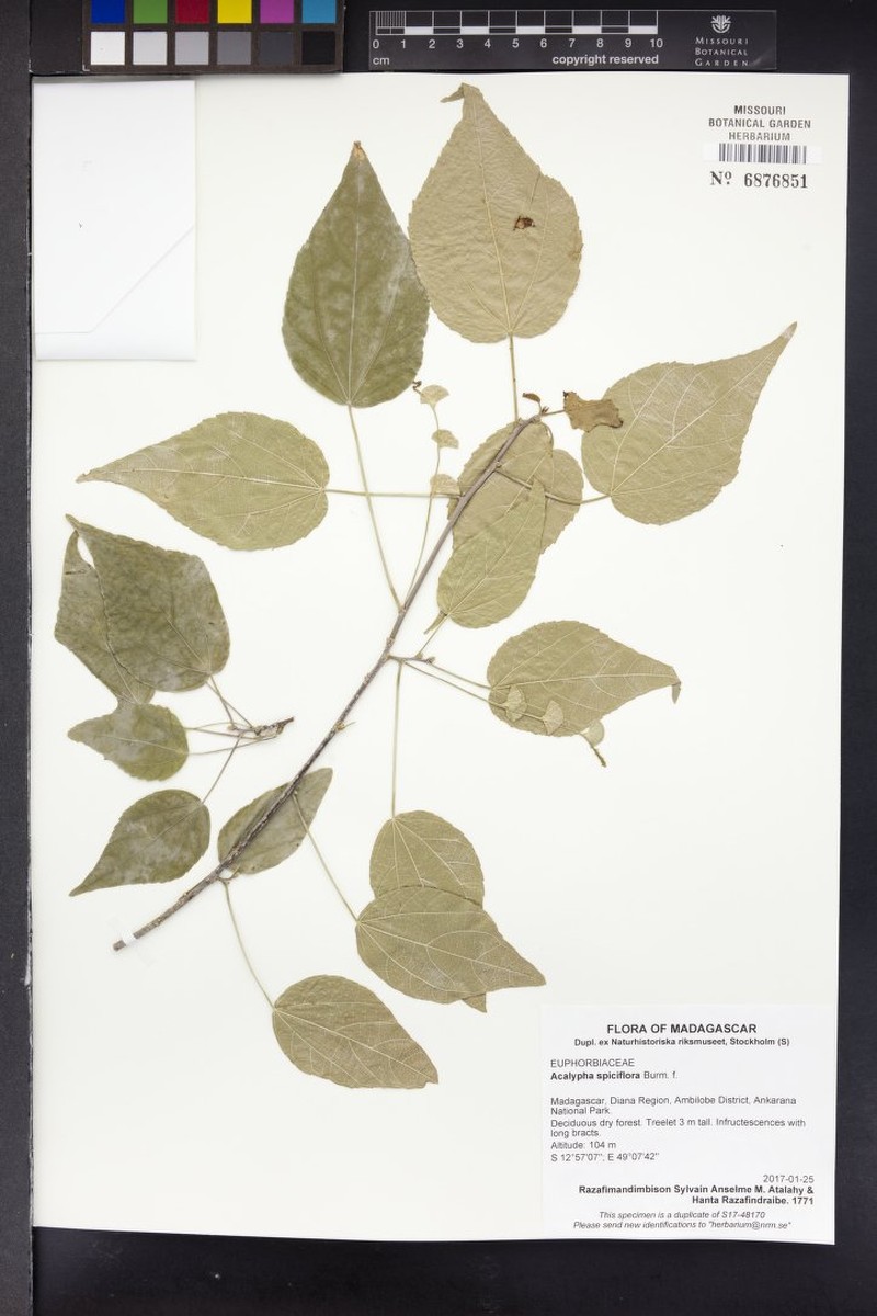 Acalypha menavody