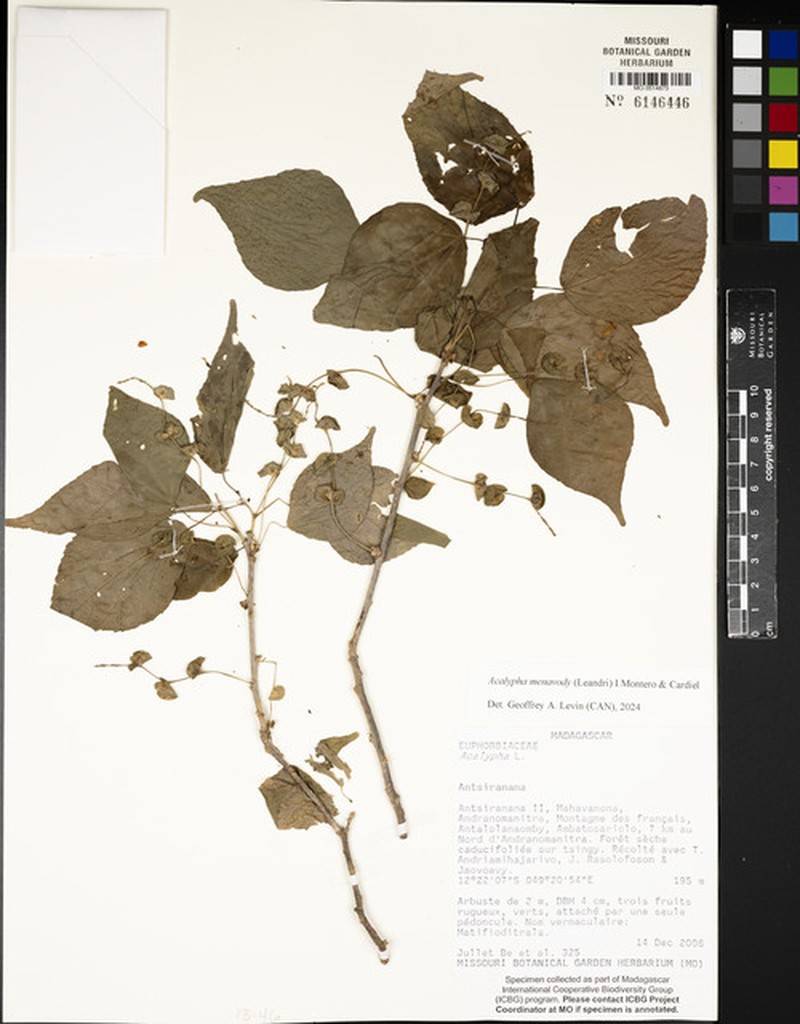 Acalypha menavody photo 2