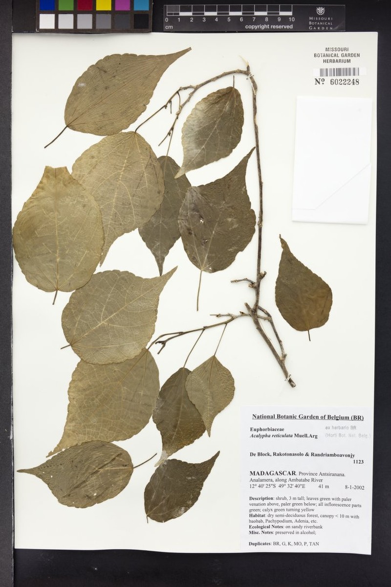 Acalypha menavody photo 3