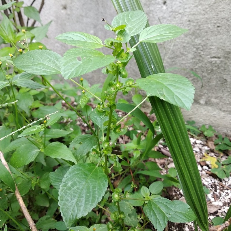 Mexican Copperleaf
