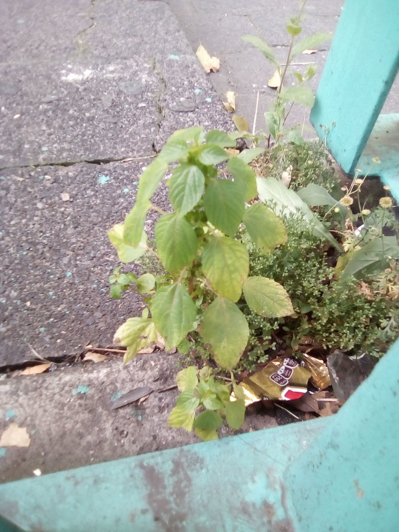 Mexican Copperleaf photo 2