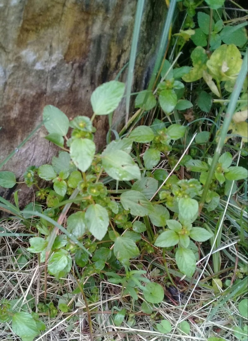 Mexican Copperleaf photo 3