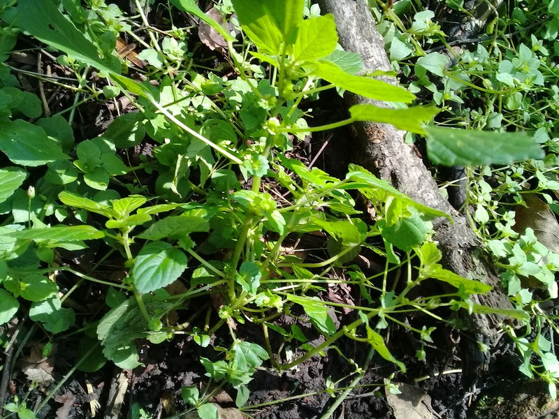 Mexican Copperleaf photo 4