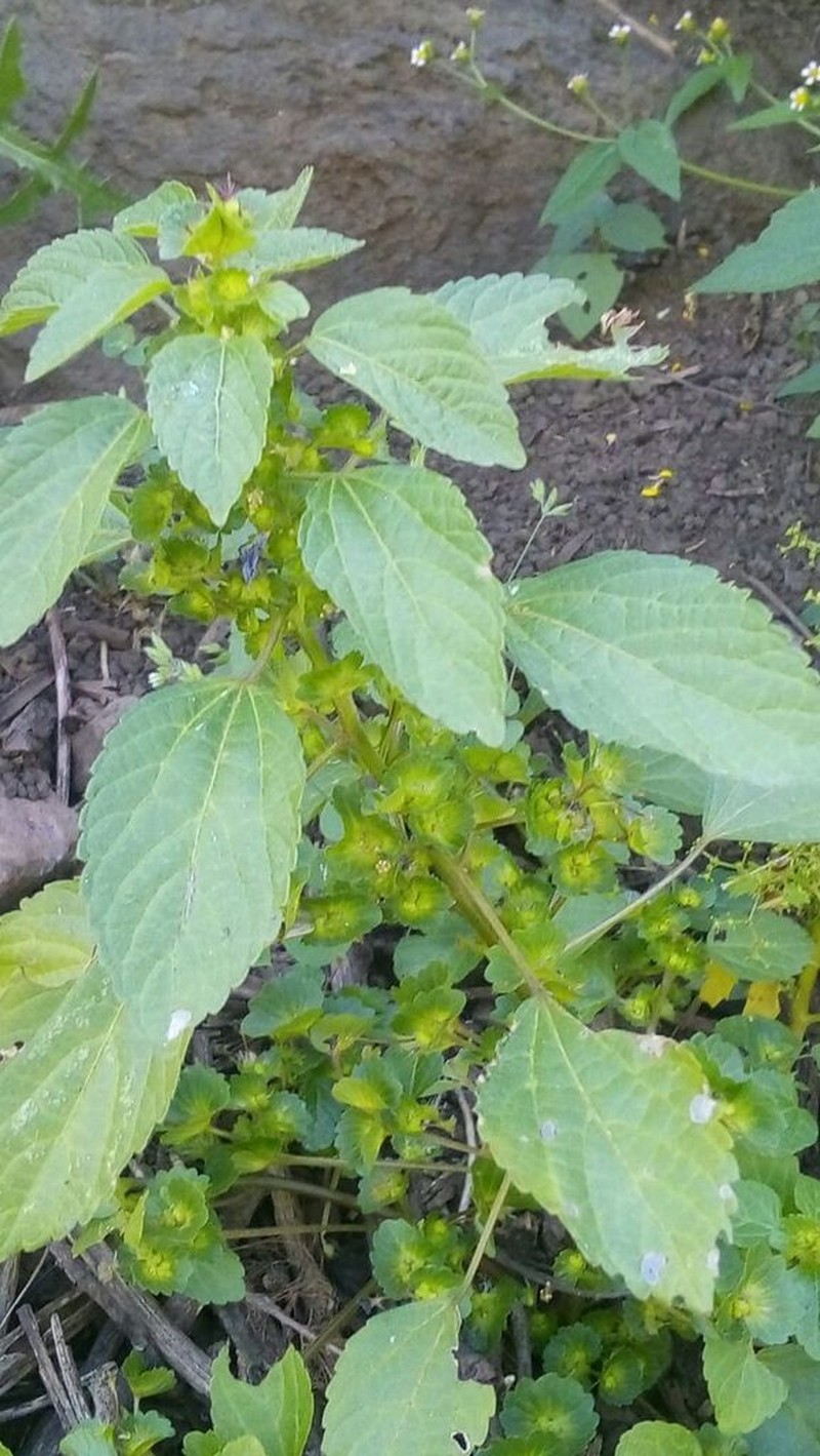 Mexican Copperleaf photo 5
