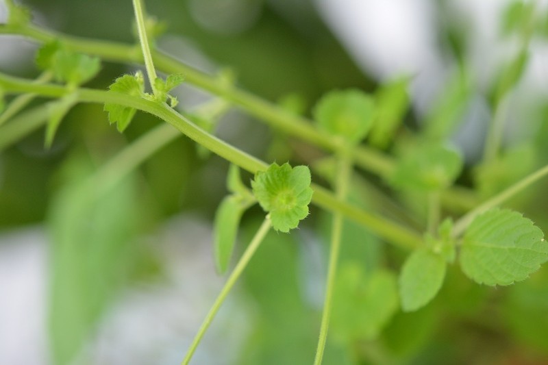 Mexican Copperleaf photo 6