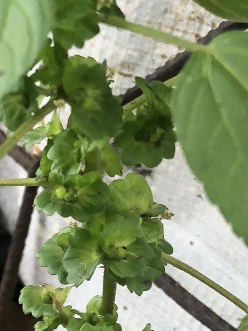 Mexican Copperleaf photo 7