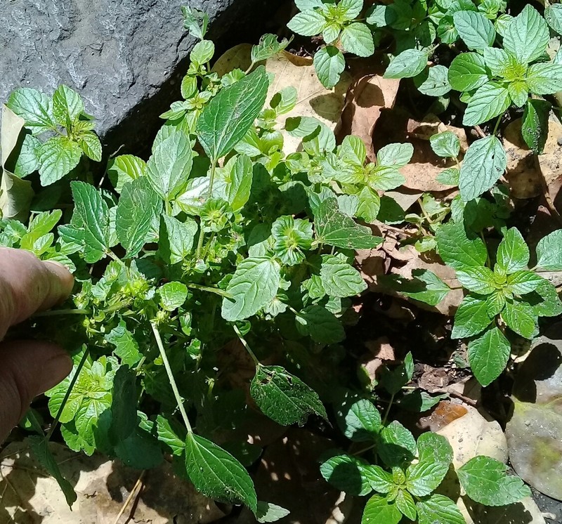 Mexican Copperleaf photo 8