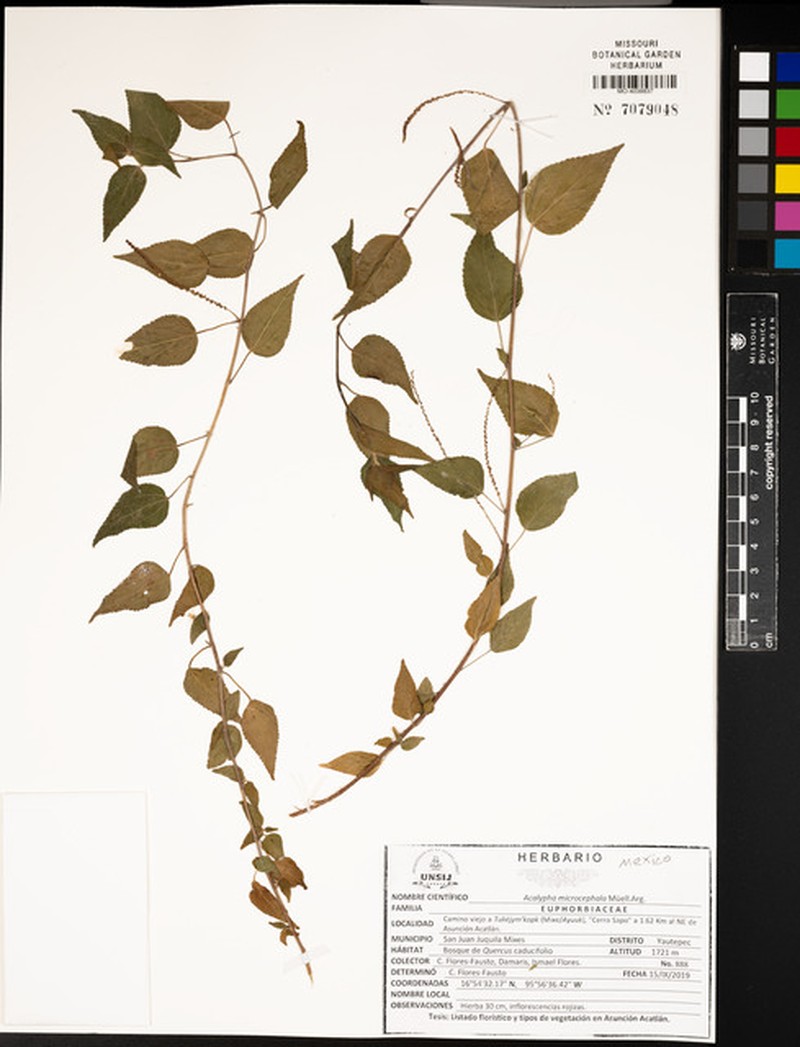 Acalypha microcephala