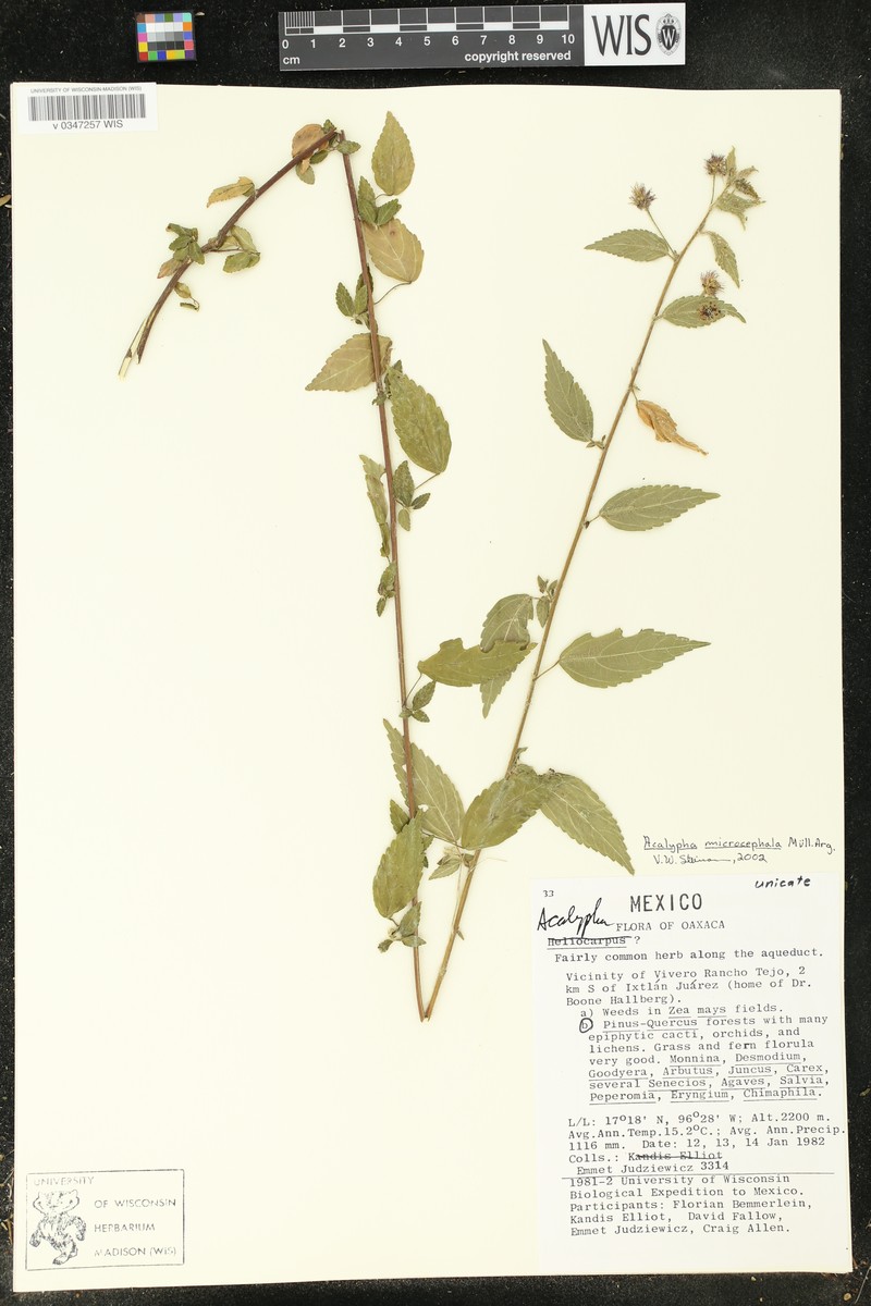 Acalypha microcephala photo 2