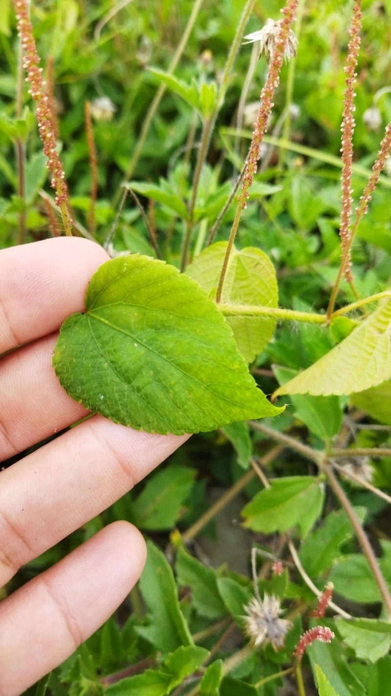 Acalypha microphylla