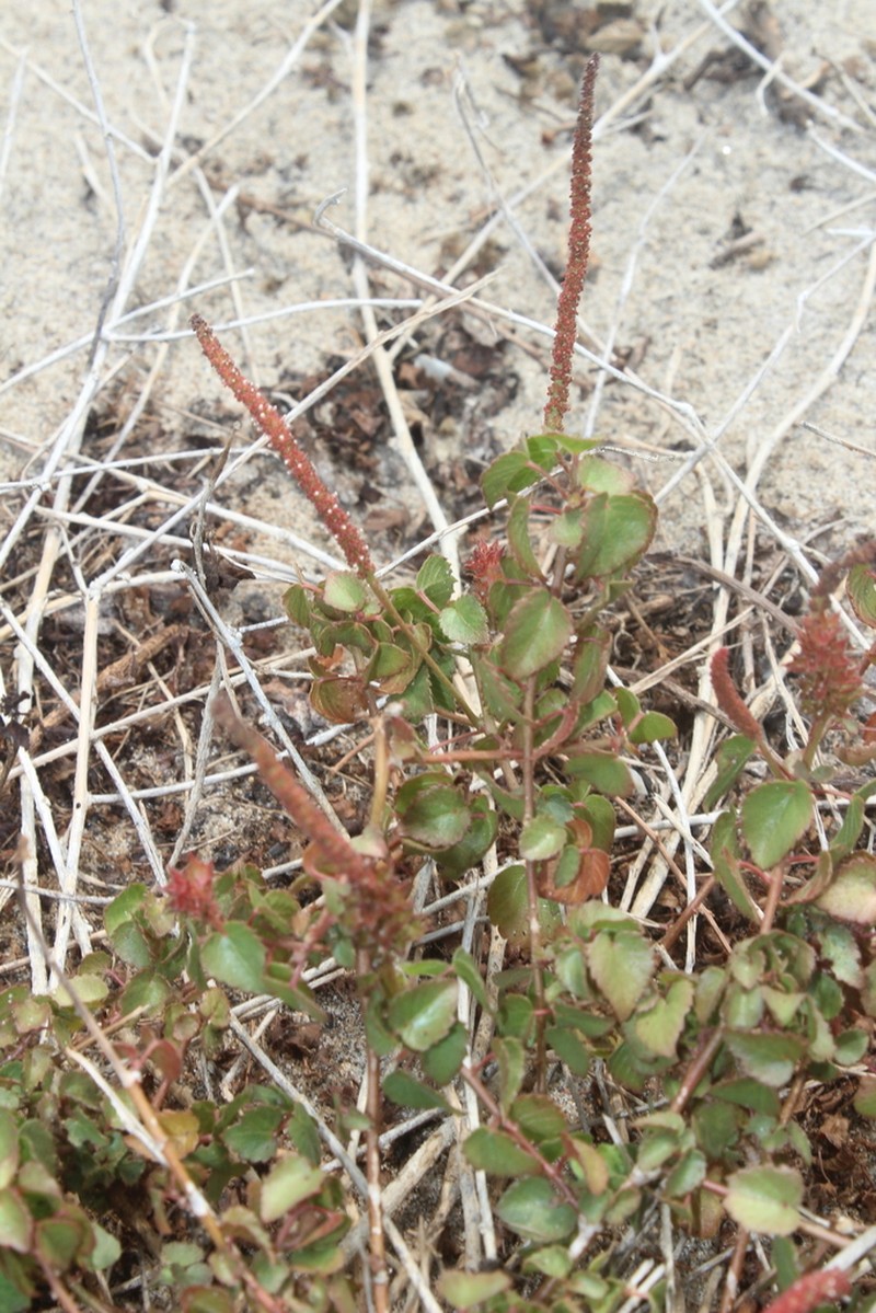 Acalypha microphylla photo 2