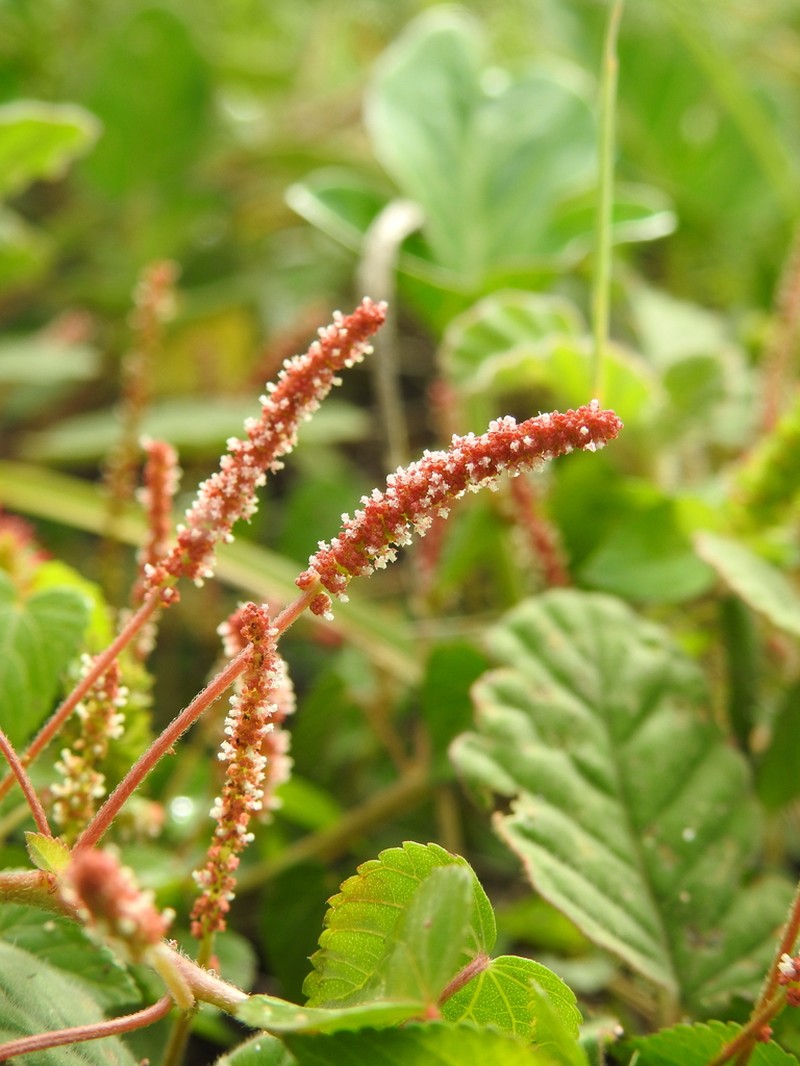 Acalypha microphylla photo 3