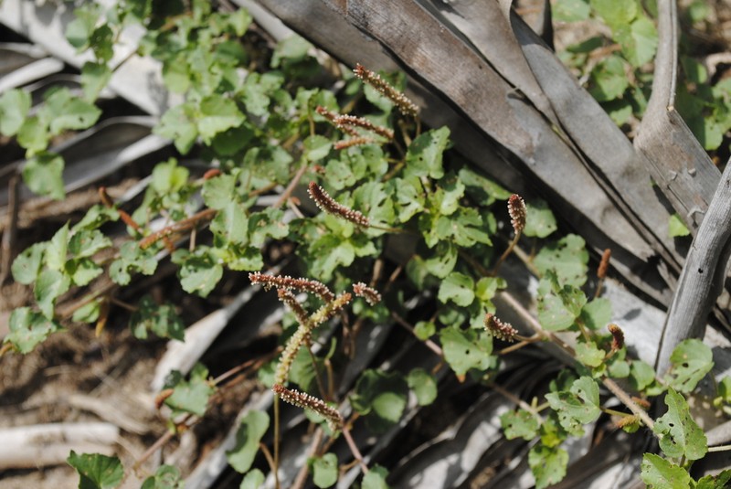 Acalypha microphylla photo 5