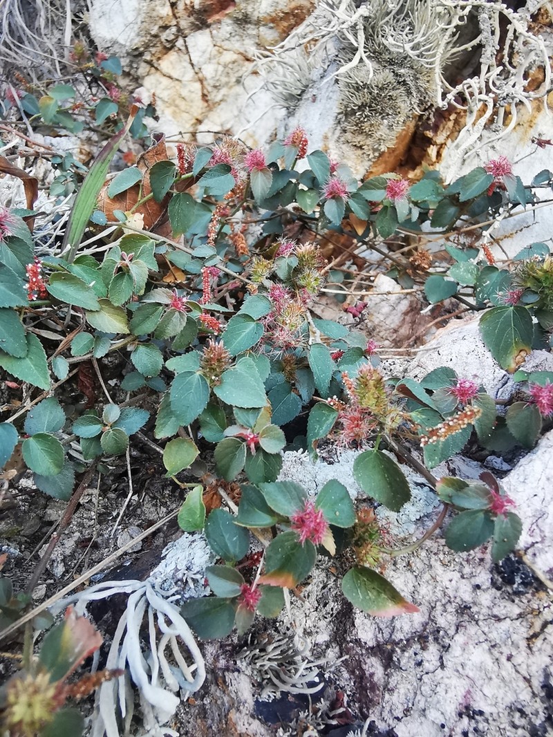 Acalypha microphylla photo 6