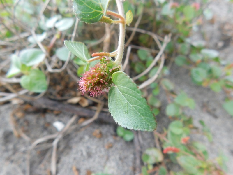 Acalypha microphylla photo 7