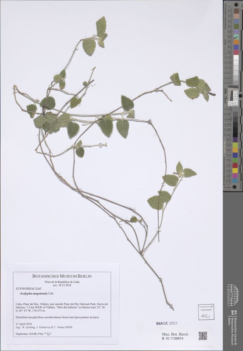 Acalypha mogotensis