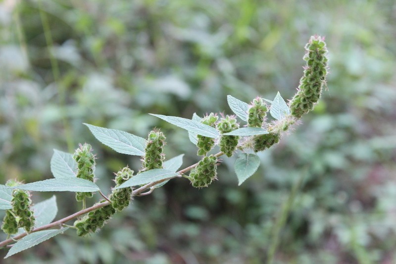 Acalypha mollis