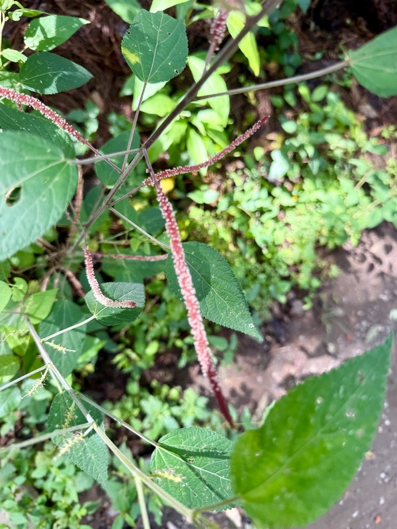 Acalypha mollis photo 3