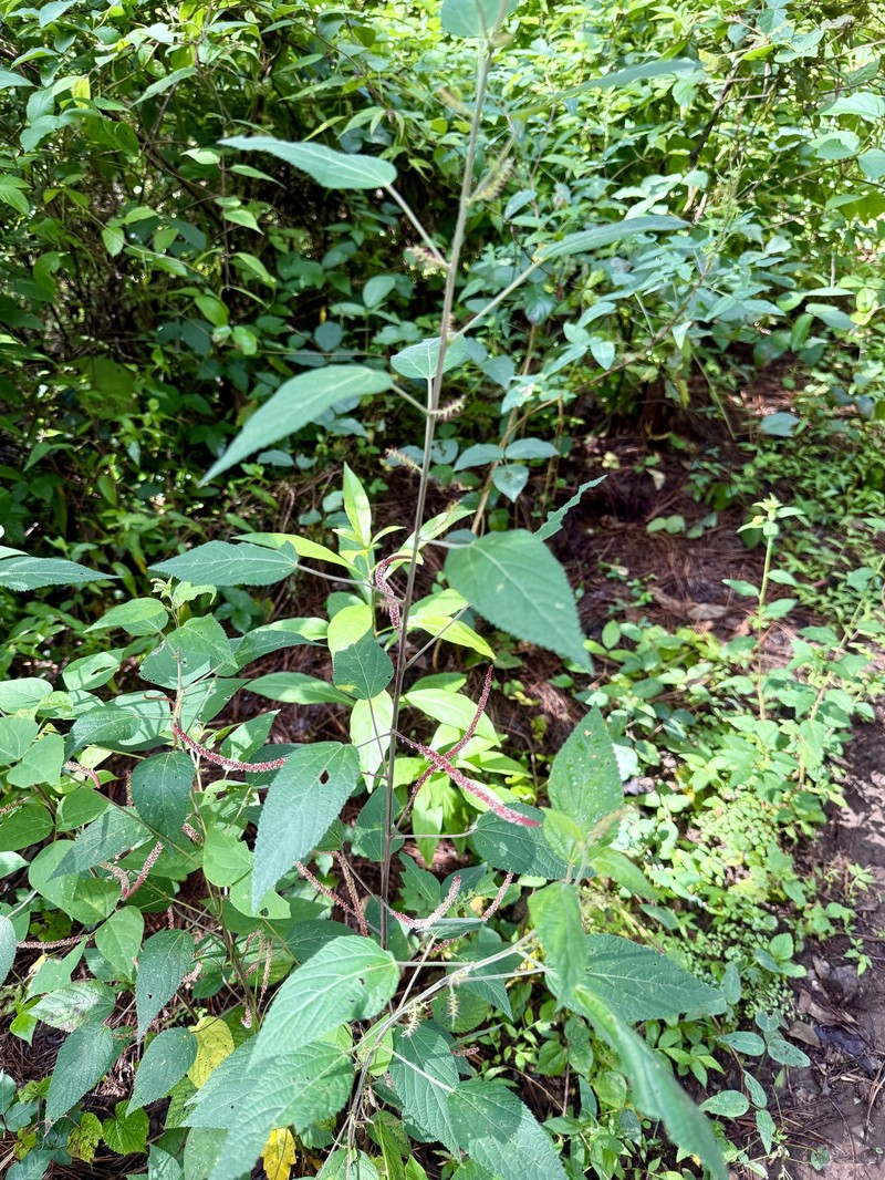 Acalypha mollis photo 4